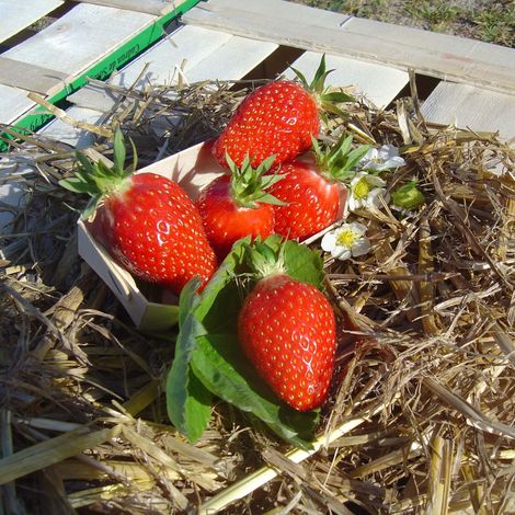 Fraisier 'Gariguette' Bio Motte 5 cm x 7 cm (par 3) (1/2)