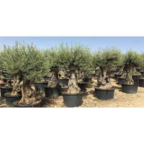 Ulivo olivo "Olea europea" bonsai in mastello da 285 lt cfr. tronco 80/100 cm FOTO REALI