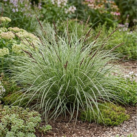 Laîche howardii Phoenix Green 40/60cm Pot 3L - Carex howardii Phoenix Green