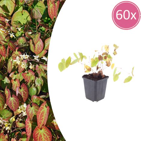 Lot de 60 Epimedium youngianum 'Niveum' Plante Vivace Couvre-sol Ombre Fleurs Blanches Ø 9 cm - PANGIVO (1/5)