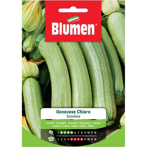 SEMI ZUCCHINO GENOVESE CHIARO BLUMEN