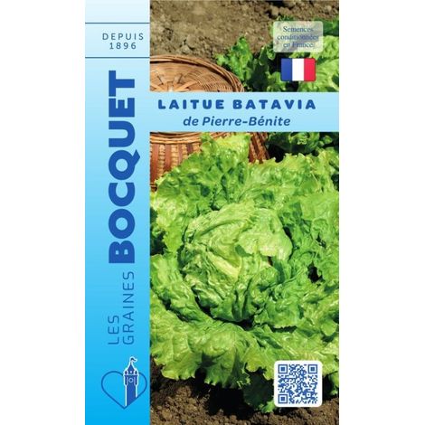 Laitue batavia de pierre bénite - 4g