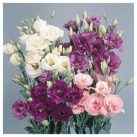 Graines Lisianthus – 500 pcs – Fleurs Doubles Élégantes – Culture Jardin Balcon (1/5)