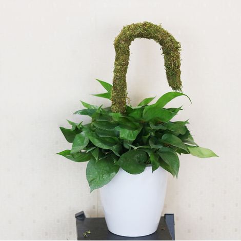2 ensembles/vente de tuteurs flexibles pour plantes grimpantes, supports pour vignes, tuteurs à mousse et tuteurs à mousse ordinaires, 2 pièces par boîte de couleur. (1/5)