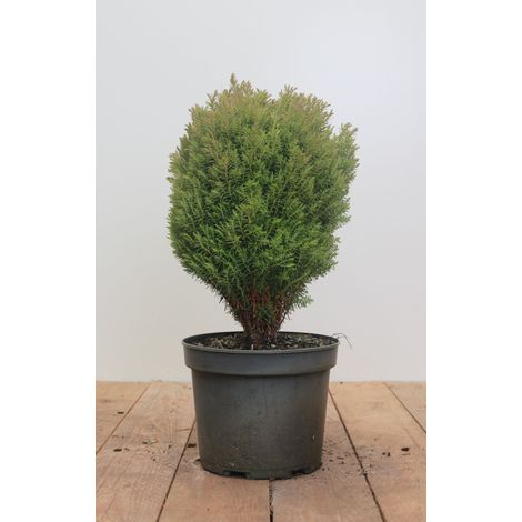 Kuschellebensbaum 'Teddy' Thuja occidentalis 'Teddy' 2L 20- 25 (1/5)