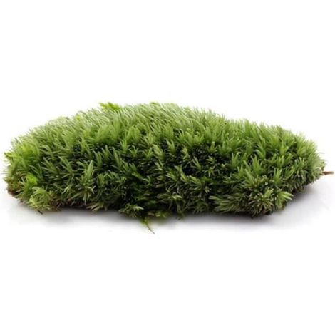 Décoration - aquarium,Mousse artificielle en mousse, fausse fleur, décoration de jardin, pour la maison, plante verte, - Type 1PC (1/4)