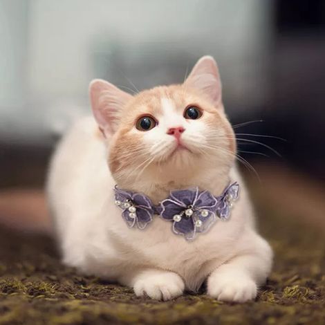 Collier en dentelle pour chien ou chat, motif floral, adorable ornement de cou pour chiot avec fermoir mousqueton (Violet M) (1/2)
