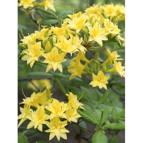 Azalée pontique 'Narcissiflora' Pot de 4L/5L (1/3)