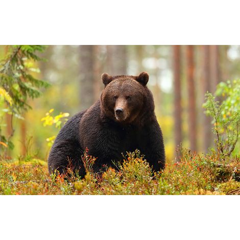 Affiche animaux ours brun en chasse - 60x40cm - made in France (1/5)