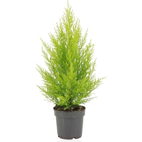 Cupressus Macrocarpa Conifère Ornemental Feuillage Doré Pot 14 cm Hauteur 55 cm - PANGIVO