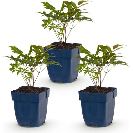 Astilbe Fanal Spirée à plumes Plante Vivace pour Jardin Ombragé Rouge Lot de 3 Pot 11 cm - PANGIVO (1/5)