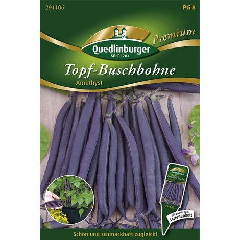 Quedlinburger Saatgut – Haricot nain en pot Amethyst – Graines de légumes, gousses violettes de 15 cm sans fil (1/2)