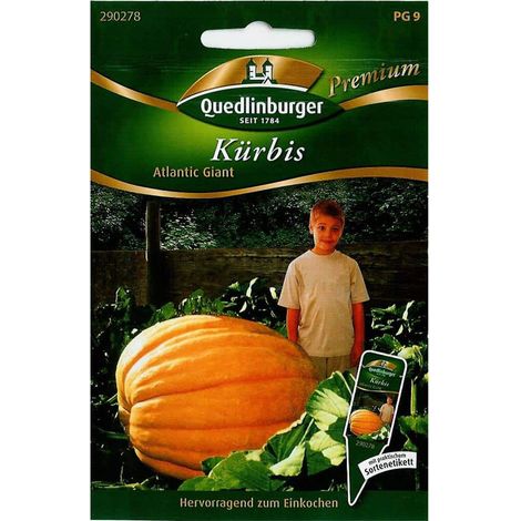 Quedlinburger Kürbis Atlantic Giant - Gemüsesamen (1/2)
