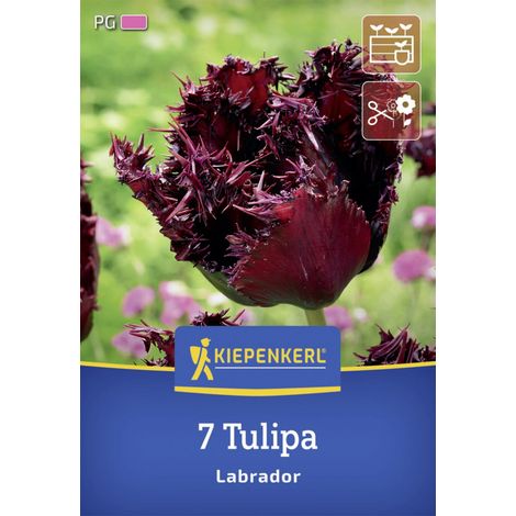 Kiepenkerl Herbstblumenzwiebel Tulpe Labrador 7 Stück (1/2)