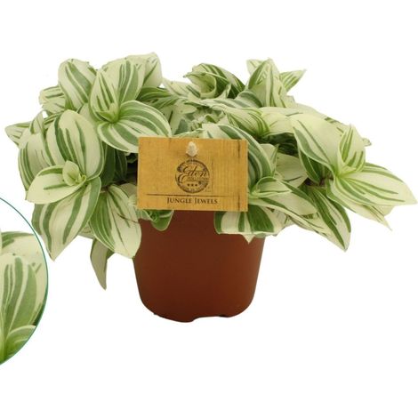 Gardenaria Tradescantia cerinthoides Brightness - Pianta da interno ornamentale - Altezza: 20 cm (vaso 12)