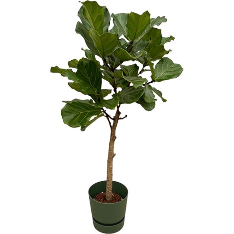 Figuier Lyre Ficus Lyrata sur Tige avec Pot Vert 160 cm Ø30 cm - PANGIVO