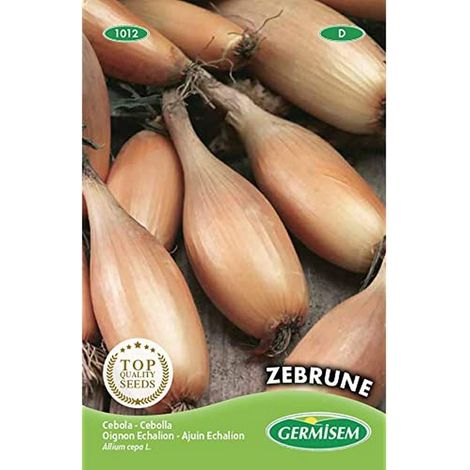 graines Oignon Echalion ZEBRUNE (1/2)