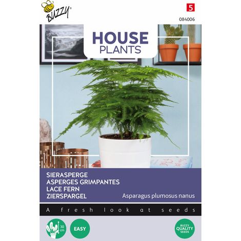 Buzzy House Plants Asparagus Asperges Grimpantes Semences - Ca. 1 (1/2)