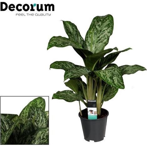 Aglaonema Greenlight plante d’intérieur feuillage décoratif pot 17 cm hauteur 60 cm - PANGIVO (1/5)