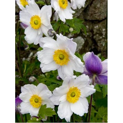 Anémone du Japon 'Dreaming swan' Godet de 8/9 cm