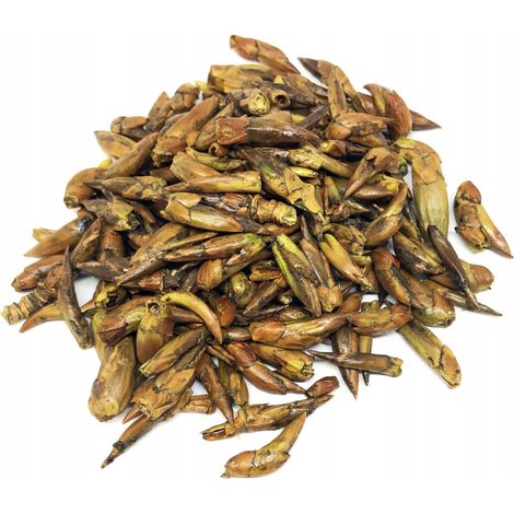 50 g getrocknete ganze Schwarzpappelknospen, 100 %