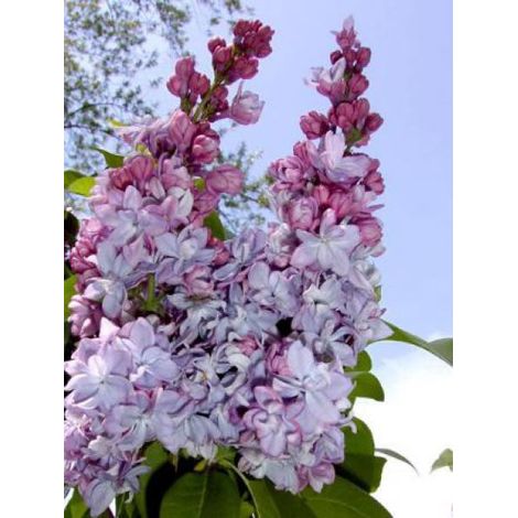 Lilas commun 'Katherine Havemeyer' Godet de 8/9 cm