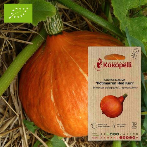 Courge Potimarron Red Kuri- Graines bio à semer