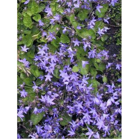 Campanule des murets Godet de 7/8 cm (1/3)