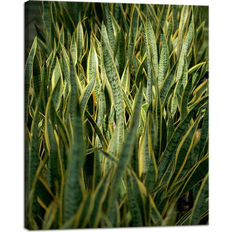 Stampa su tela Botanica Erba Verde 40x50 cm