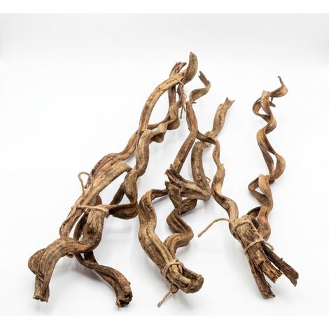 Conjunto de 3 enredaderas naturales para un terrario de 60 cm - BioVine Set 3x60 cm