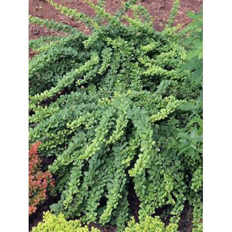 Épine-vinette de Thunberg 'Green Carpet' Pot de 3L/4L (1/3)