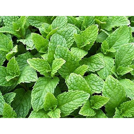 3000 Graines de Menthe Vivace Premium Mix – Plantes Aromatiques Heirloom Non OGM Faciles à Cultiver pour Jardin Extérieur (1/5)