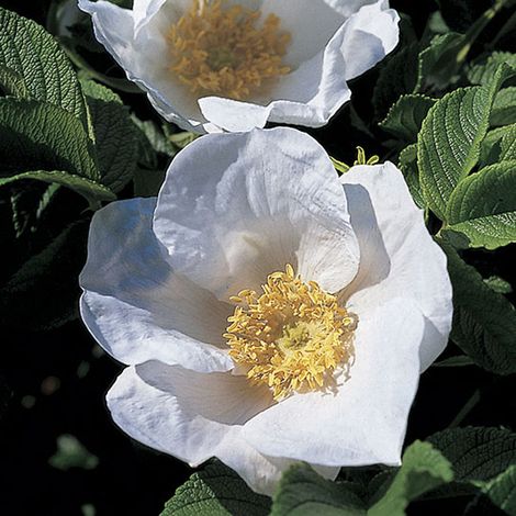 Rosier rugueux - Rosa rugosa 'Alba' - 40-60 cm pot (1/4)