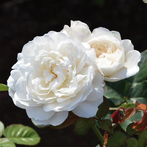 Gardenaria Rosa 'William and Caterine' - Rosa da giardino - Altezza: 40/50 cm (vaso20) (1/4)