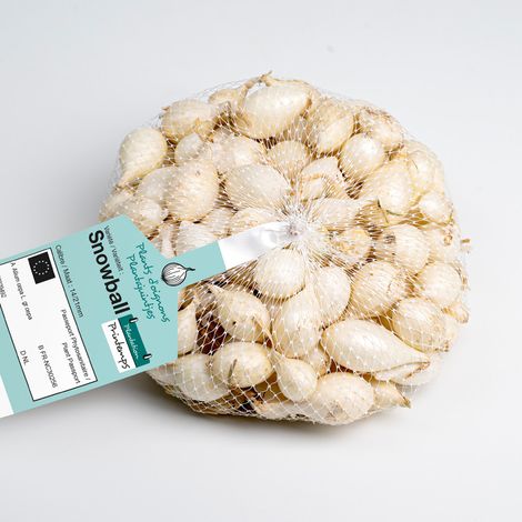 Bulbes d'oignons blancs Snowball à repiquer 500g – Très bonne précocité – Bon rendement – Excellente conservation après récolte – Debaere (1/2)