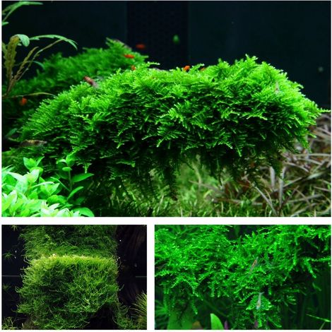 Moos Set mit 3 Tropica in Vitro Pflanzen Aquariumpflanzenset Nr.55