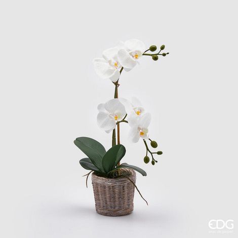 EDG Enzo De Gasperi Orchidea Phalaenopsis Pianta x2 Artificiale con Cesto H 40 Cm White
