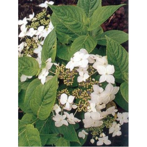 Hortensia 'Lanarth White' Pot de 2L/3L (1/4)