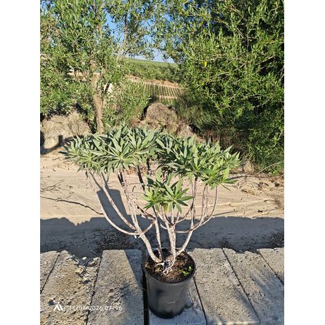ECHIUM FASTUOSUM TOUFFE 24