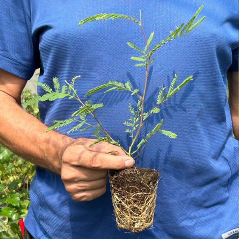 Mimosa "Acacia dealbata" pianta in vaso biodegradabile  8 cm h. 60/100 cm (1/4)