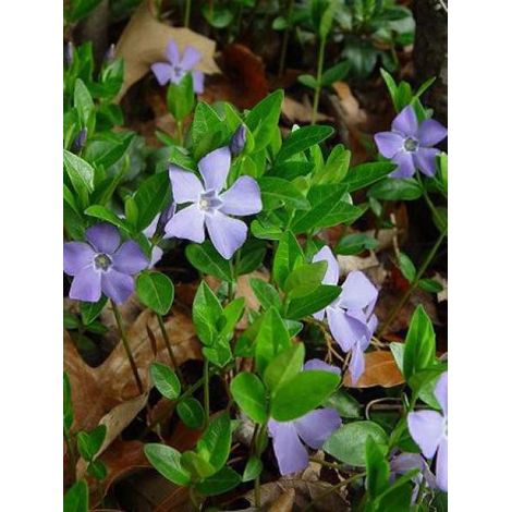 Petite pervenche Godet de 7/8 cm (1/3)