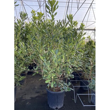 Gardenaria Pittosporo - Pittosporum tobira - Arbusto ornamentale da giardino - Altezza: 80/100 cm (vaso 24)