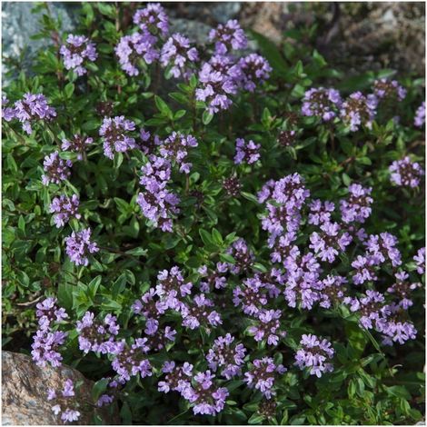 Graines de thym - Vulgaris - Thymus 500+ graines (1/5)