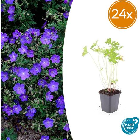 Lot de 24 Géraniums Vivaces Johnson's Blue, Floraison Bleu Vif, Hauteur 10-25 cm, Pot Ø 9 cm - PANGIVO (1/5)