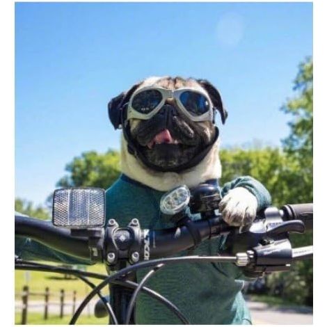 Lunettes pliables pour animaux de compagnie Protection contre le vent et les UV, lunettes recommandées par les vétérinaires Blanc (1/3)