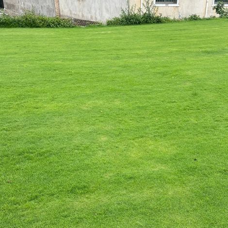 Feine und zarte Samen des Kriechstraußgrases, 500 g, hochwertiges Grassaatgut, zum Begrünen und Anlegen von Rasenflächen. (1/5)