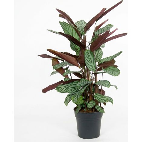 Bloomique - Calathea Oppenheimiana - Plante Paon - Plante à feuillage - Plante d'intérieur - Feuille panachée - Dépolluante - Hauteur 120-130 cm - Pot 27 cm (1/5)