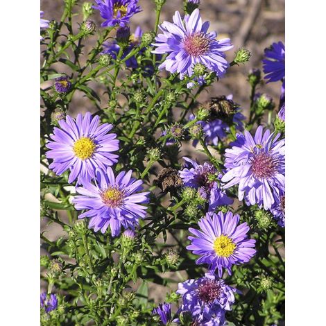 Aster nain 'Early Blue' Godet de 7/8 cm (1/2)