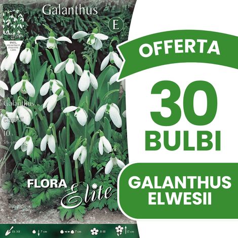 BULBI AUTUNNALI OFFERTA 30 BULBI GALANTHUS ELWESII BULBS BULBES