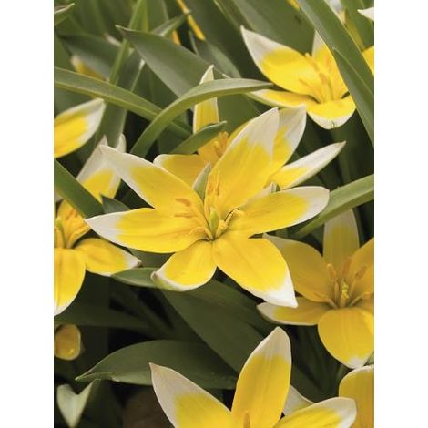 Tulipe botanique 'Tarda' Bulbe calibre 6+ (par 10) (1/2)